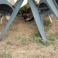 photo de livraison pour Protection Animale Amélienne