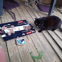 photo de livraison pour Chats errants du val du crenu