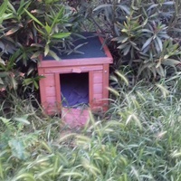 photo de livraison pour Les Chats Libres de la Canterrane