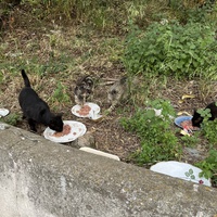 photo de livraison pour Chacun son chat