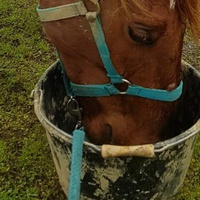 photo de livraison pour Mon Rêve en Calèche