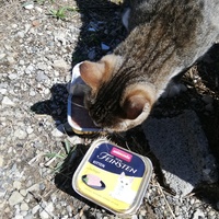 photo de livraison pour Chat L'Heureux Chat l'Ange et Cie