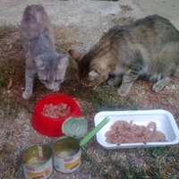 photo de livraison pour L'ANGE Laurence pour les chats