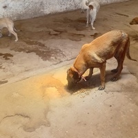 photo de livraison pour Comme Chiens et Chats Maroc