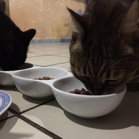 photo de livraison pour Refuge du Poil à la Plume