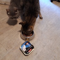photo de livraison pour Cataïsta