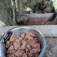 photo de livraison pour Les félins de la petite Venise