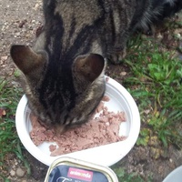 photo de livraison pour Les Chats-Pitresdelavi-Ste