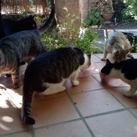 photo de livraison pour APAHC