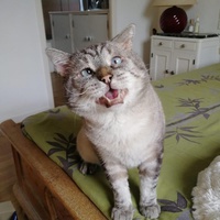 photo de livraison pour Les Chats Libres de Mirepeisset