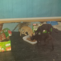 photo de livraison pour Cruzy Cat 34