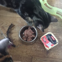 photo de livraison pour Les Chats de Condom 32