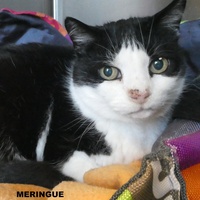 photo de livraison pour ANIMAL ATTITUDE