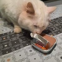 photo de livraison pour Les Pattes de l'Espoir 