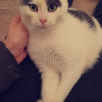 photo de livraison pour Stérilcat 80