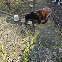 photo de livraison pour SOS Chats Libres Haut-Béarn