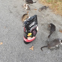 photo de livraison pour Les chats Port-Saint-Louisiens
