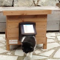 photo de livraison pour Chats libres niçois