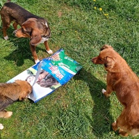 photo de livraison pour Silver Dog Srebrenica