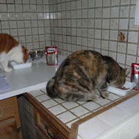 photo de livraison pour Chats Heureux