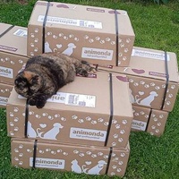photo de livraison pour Hungry Cats14