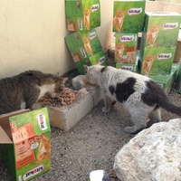 photo de livraison pour Les chats Port-Saint-Louisiens