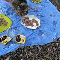 photo de livraison pour Les chats de chez nous