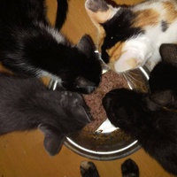photo de livraison pour Anima'passion