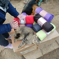 photo de livraison pour Chats Libres de Béziers