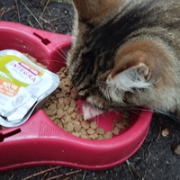 photo de livraison pour Cat Miaou