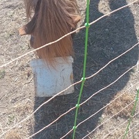 photo de livraison pour Equi-Libre : Droit à la Retraite Equine