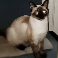 photo de livraison pour L'Ecole du Chat du Mirail