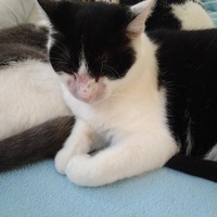 photo de livraison pour Cœur Animal