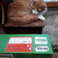 photo de livraison pour Une vie, Un chat