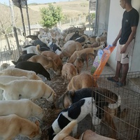 photo de livraison pour Sanctuaire de la Faune de Tanger (SFT)