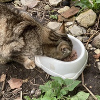 photo de livraison pour Les Chats Perchés de Mirmande