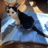 photo de livraison pour Cosette