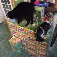 photo de livraison pour Vallée des Chats
