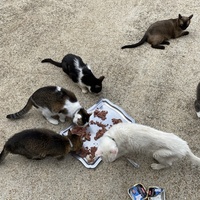 photo de livraison pour SADF (Sauvetage des animaux domestiques de France)