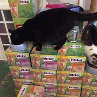 photo de livraison pour Vallée des Chats