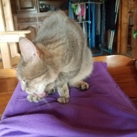 photo de livraison pour Nos Amis les Poilus à Quatre Pattes