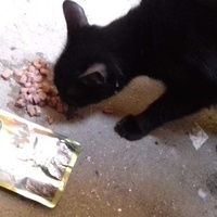 photo de livraison pour Association Chats Errants Ronchin