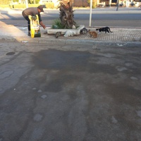 photo de livraison pour Comme Chiens et Chats Maroc