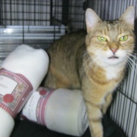 photo de livraison pour Au Bonheur des Chats Libres