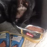 photo de livraison pour Les Pattounes de l'Espoir