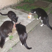 photo de livraison pour Chat Libre de l'Ile du Ramier