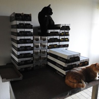 photo de livraison pour Ecole du Chat Libre de Caillerot
