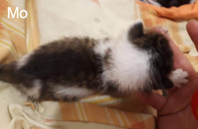 Mo Chat Va Bien Animal Webaction Mo Chat Va Bien Animal Webaction