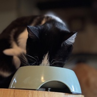 photo de livraison pour CATS
