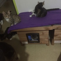 photo de livraison pour Pour l'Amour des Chats